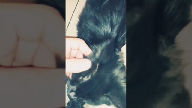 Кот Люцифер, он же Люций, он же Лусан (без пяти минут четыре месяца) | Котята мейн-куна | Кошки смотреть онлайн