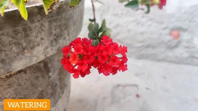 How to Grow LANTANA Camara Plant, Lantana Plant Care Tips, #Lantanacamara Plant Flowering Secret смотреть онлайн