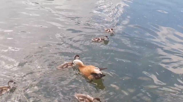 Куда делись утята Запеканки((( какое доверие! смотреть онлайн