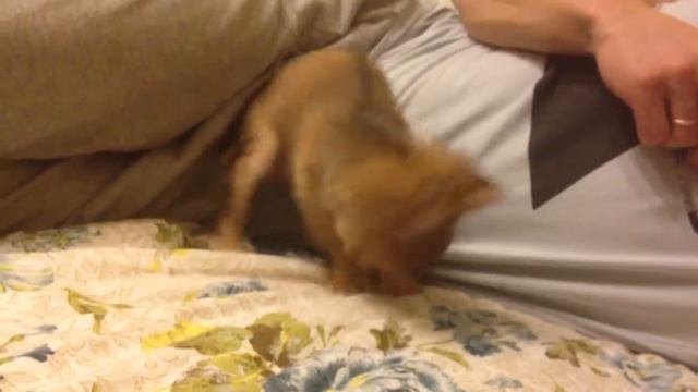 Чихуахуа Тоша ищет мышку смотреть онлайн