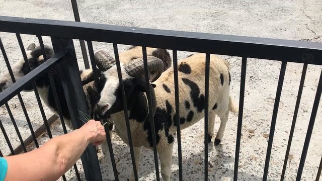 Удивительные козы! Тайган смотреть онлайн