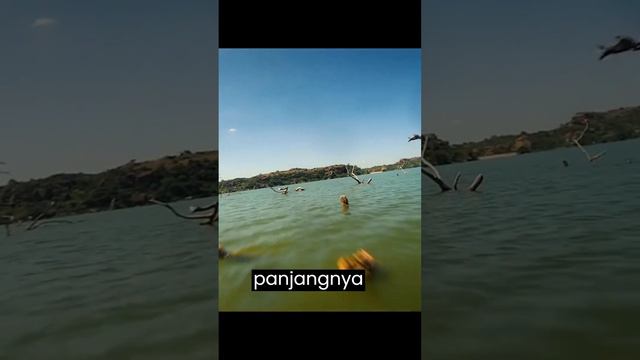 Monster sungai afrika, Goliath Tiger fish #factanimals #faktaunik #goliath #tigerfish смотреть онлайн