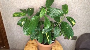 Ктенанта - особенности ухода ?