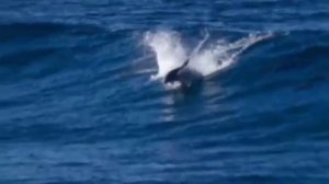 Ennio Morricone, ocean