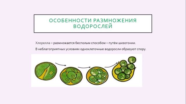 Царство растений Отдел водоросли смотреть онлайн