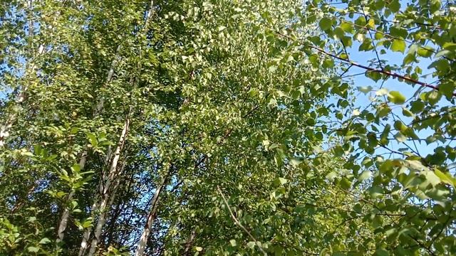 Собираем веточки березы и осины. Русская Классическая Школа. Окрестности монастыря Новый Иерусалим смотреть онлайн