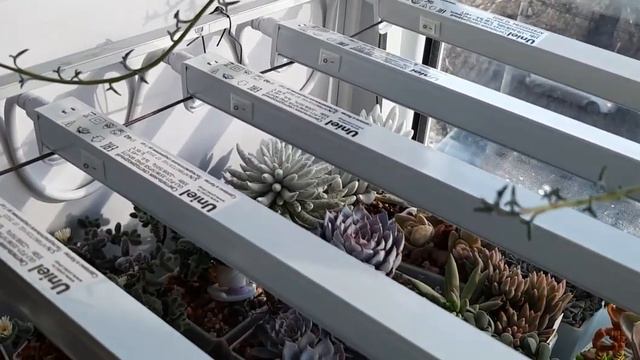 Новые лампы для суккулентов смотреть онлайн