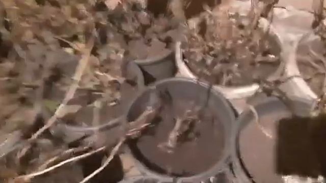Как и какие цветы зимуют у меня в подвале! смотреть онлайн