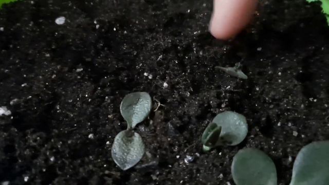 Что осталось от погибшего денежного дерева. 19.11.2022 смотреть онлайн