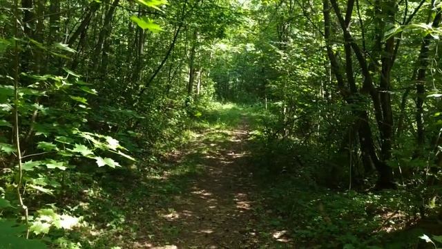 Крапива лечебная и для магии . Когда и как собирать .Ферментация крапивы . смотреть онлайн