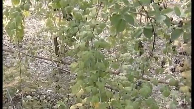 Группа черных малин смотреть онлайн