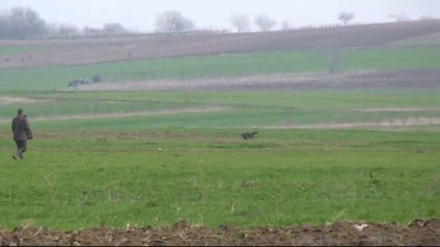 527. Serbia. (33) 24 марта 2013г. 09 ч. 28 мин. курцхаар смотреть онлайн