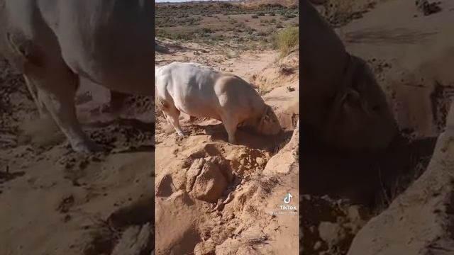 Бык породы Шароле смотреть онлайн