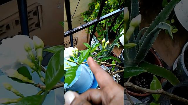 Floreció La Plantita De Gardenia Video(#2) Acompañame A Ver Crecer Está Belleza.🌸🌱