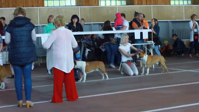 08.05.16 CACIB Николаев Интермедия кобели смотреть онлайн