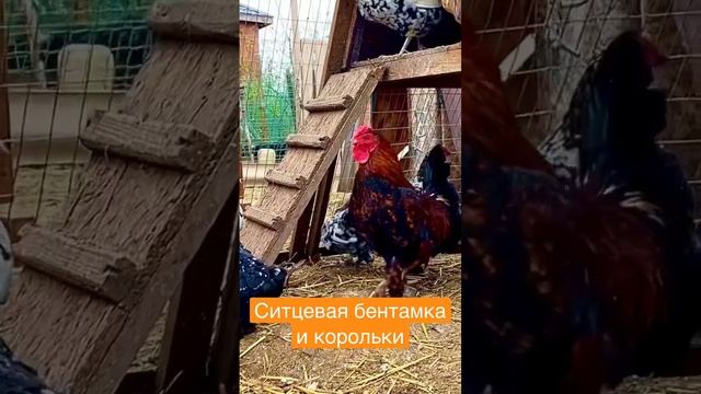 Ситцевая бентамка плюс декоративные курочки - корольки смотреть онлайн