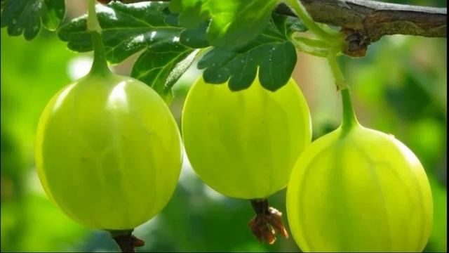 ЧУДО СРЕДСТВО - Чем подкармливать крыжовник - Как ухаживать для большого урожая смотреть онлайн