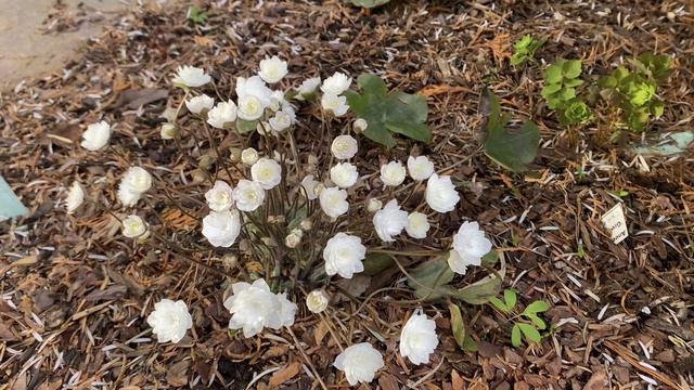 Печеночница благородная или обыкновенная махровая белая (Hepatica nobilis Alba Plena) смотреть онлайн