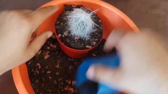 CEPHALOCEREUS SENILIS ? CACTUS VIEJITO ??? SUS CUIDADOS смотреть онлайн