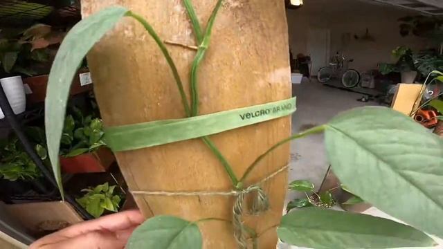 Cebu Blue Vs Epipremnum Pinnatum