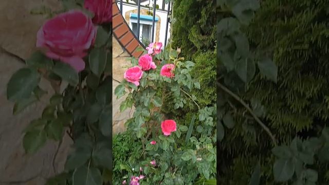Плетистая роза Зефирин Друэн(второй год после посадки)начало цветения? смотреть онлайн
