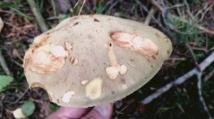 Сколько ВИДОВ грибов!!!