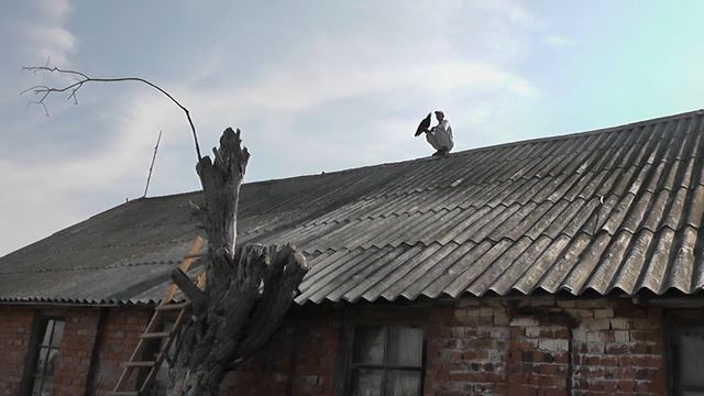 Ворон-умница смотреть онлайн