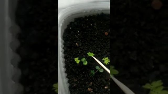 WhatsApp Video 2021 03 17 at 14 00 56 смотреть онлайн