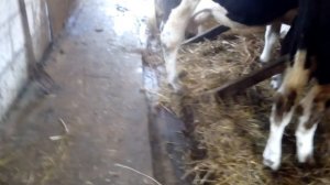 Как правильно построить сарай для крс)Удобный коровник)) недостатки коровника) хлев итоги зимы