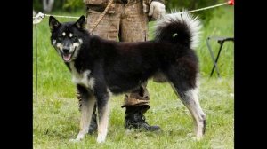 Восточносибирская лайка