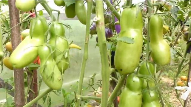 Четвертое августа,поздние,но урожайные сорта томатов смотреть онлайн