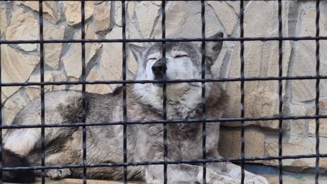 Ева, кошечка и закрытый Джонни) Тайган смотреть онлайн