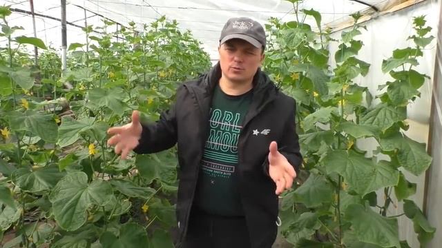 Выращивание ранних огурцов на двух плоскостях в одном ряду!