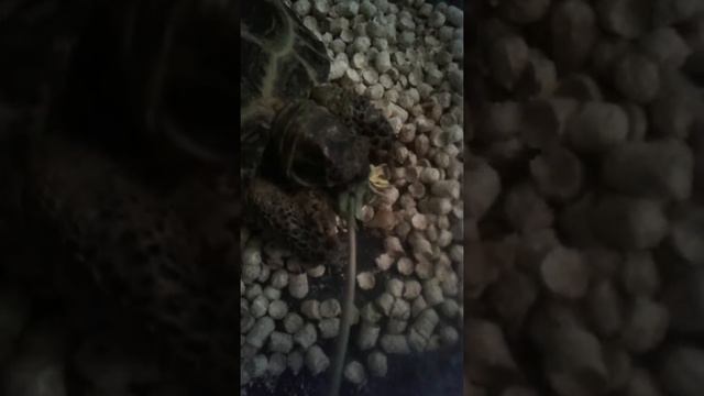 Черепаха ест одуванчик ? смотреть онлайн