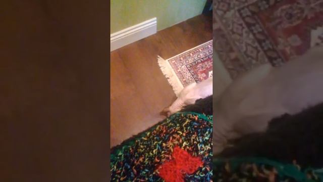 Изя остался один.Скрытая камера смотреть онлайн