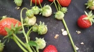 клубника Багота проверена годами