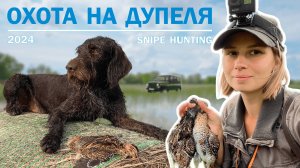 Охота на дупеля с дратхааром 2024