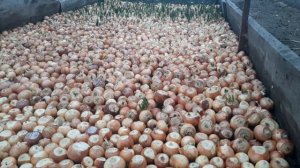 ⭐⭐⭐Полив репки лука при выгонке на перо!!! ВАЖНО!