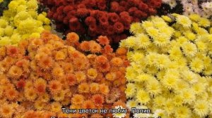 Хризантема индийская — характеристики сортов и выращивание из смеси семян