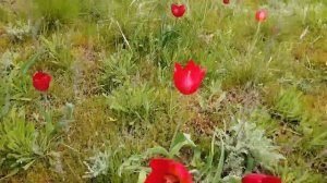 Как цветет калмыцкая степь.  Тюльпановый рай