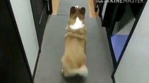 Собаки танцуют под музыку