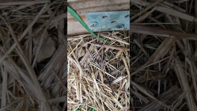Муж без меня на даче собирает оставшеюся морковь и свеклу, и самое главное, собирает лук-порей.