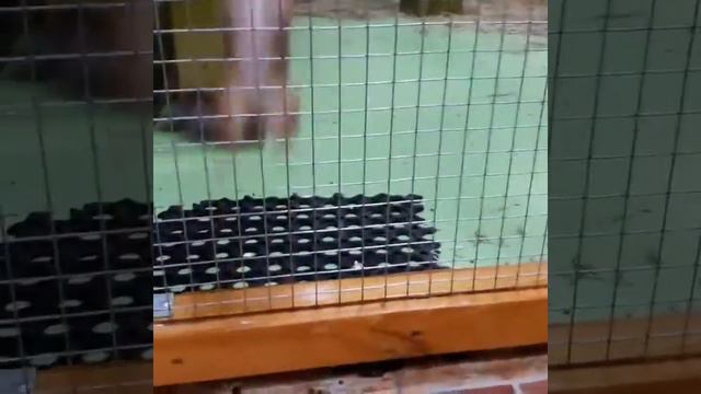 Бешеная белка Ржака Смешные животные смотреть онлайн