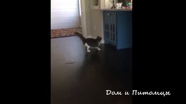 Самые Смешные Животные КОТЫ, СОБАКИ... ПРИКОЛЫ - Выпуск 6 / Funny Pets # 6 смотреть онлайн