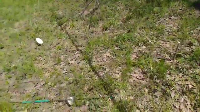 Рыбалка на косынки. Ловлю подлещеков на поплавок и косынки