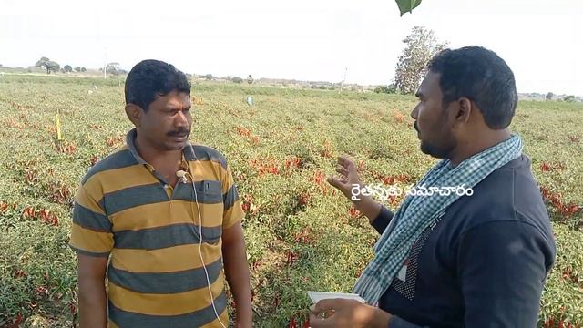 ఈ తోట చూడటానికి రెండు కళ్ళు సరిపోలే|| బాడిగి లో కొత్త రకం Univeg - అకిరా ||గుత్తులు గుత్తులుగా కాయల смотреть онлайн