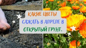 Какие цветы сажать в апреле в открытый грунт.?