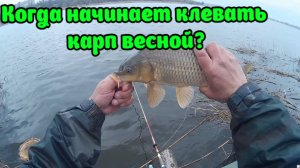 Когда начинается клёв карпа весной? Как ловить карпа весной.