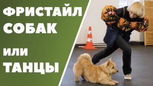 Кинологический фристайл или Танцы с собаками