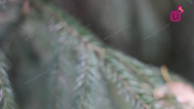 Спасатели нашли машину в воде смотреть онлайн